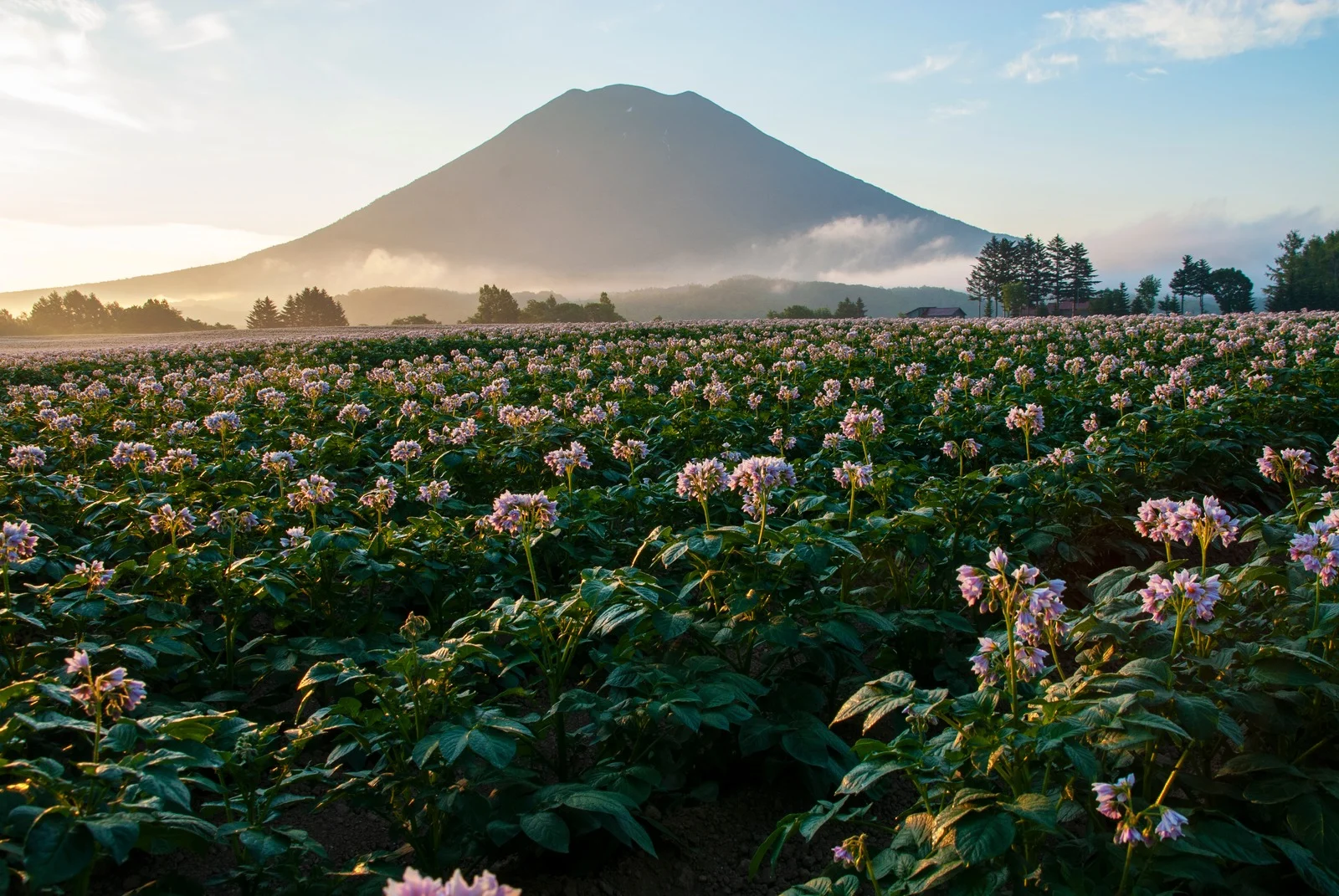 羊蹄山と畑の風景